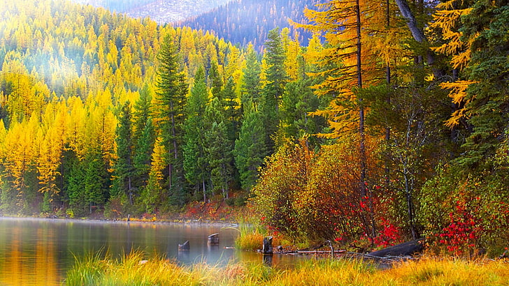 nature, landscape, forest, wilderness, trees, misty, colorful, autumn, leaf, hillside, water, lake, HD wallpaper