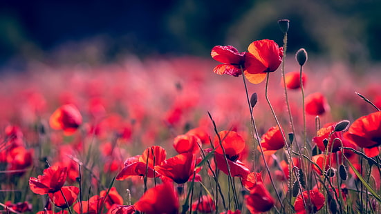 poppy, poppies, poppy field, flower field, red flowers, blossom, bloom, HD wallpaper HD wallpaper