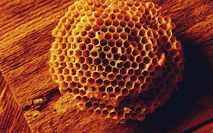 yellow honeycomb, bees, combs, honey, shape, surface, HD wallpaper