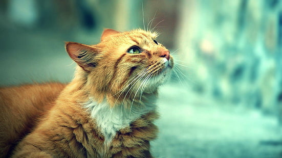 comun, felino, gato, mirada, วอลล์เปเปอร์ HD HD wallpaper