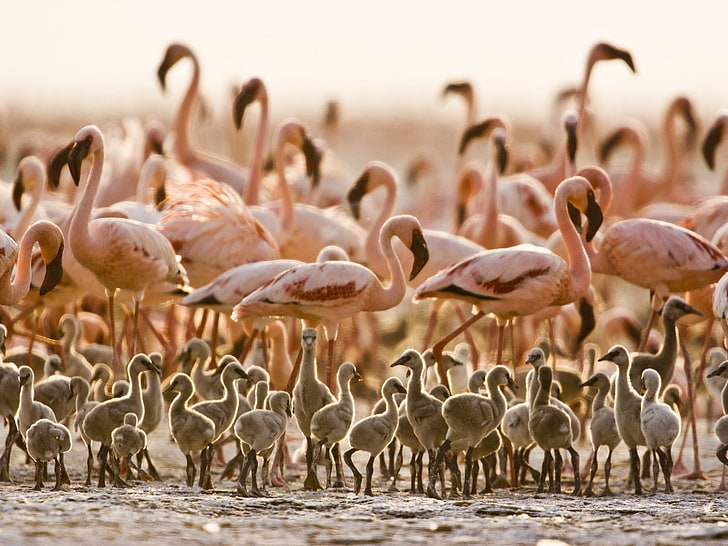 pássaros flamingos tanzânia pássaros do bebê 1600x1200 animais pássaros arte em HD, pássaros, flamingos, HD papel de parede