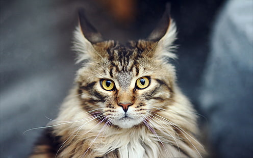 Maine Coon Cat, maine coon, close up, cantik, sial, Wallpaper HD HD wallpaper
