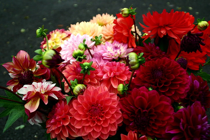 red, pink, and purple dahlia flowers, dahlias, red, bright, different, bouquet, HD wallpaper