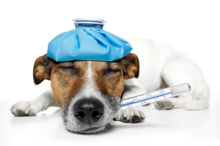 dog, humor, sleeping, lies, thermometer, temperature, Jack Russell Terrier, on the head, warmer, teeth, HD wallpaper
