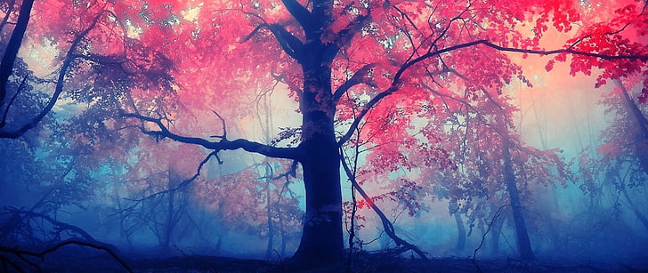 red trees, ultra-wide, photography, nature, HD wallpaper