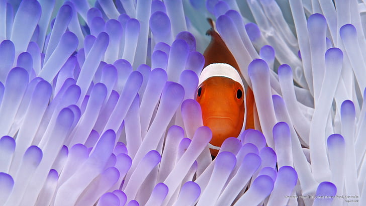 Western Clownfish, Great Barrier Reef, Australien, Ocean Life, HD tapet