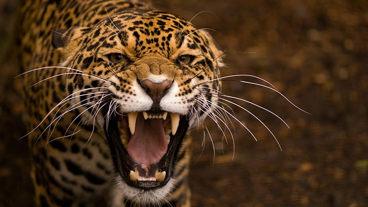 djur, natur, jaguarer, leopard, leopard (djur), HD tapet