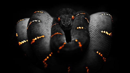 black and red snake, snake, orange, black, selective coloring, Boa constrictor, animals, digital art, HD wallpaper HD wallpaper