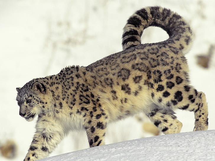 Snow leopard, leopard, snow, animals, HD wallpaper