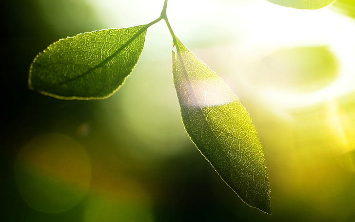 foto selektif fokus daun hijau, daun, rumput, cahaya, silau, Wallpaper HD