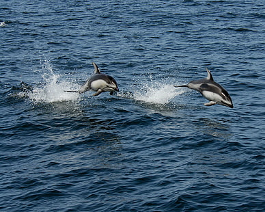 two black-and-gray dolphins jumping over body of water, Dolphins, black-and-gray, body of water, ocean, noaa, marine, sea, animal, wildlife, nature, mammal, dolphin, whale, pacific Ocean, HD wallpaper HD wallpaper