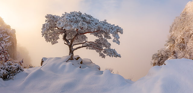 drzewa, przyroda, śnieg, zima, Tapety HD HD wallpaper