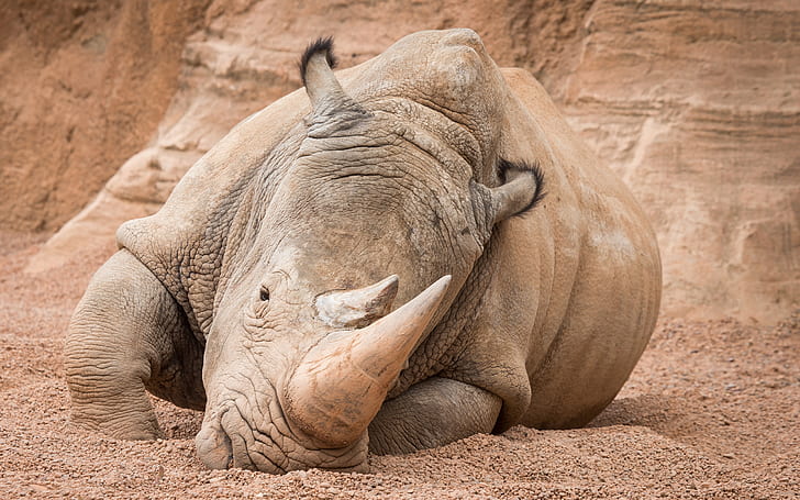 Rhino Rhinoceros HD, animals, rhino, rhinoceros, HD wallpaper