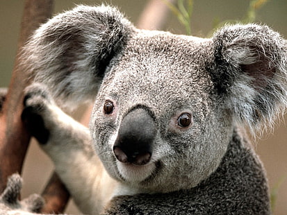 коали, животни, HD тапет HD wallpaper