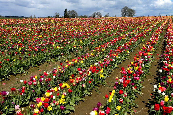 Tulips, Flowers, Rows, Plantation, Trees, Sky, HD wallpaper