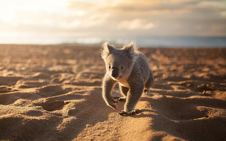 hewan, koala, pantai, pasir, Wallpaper HD