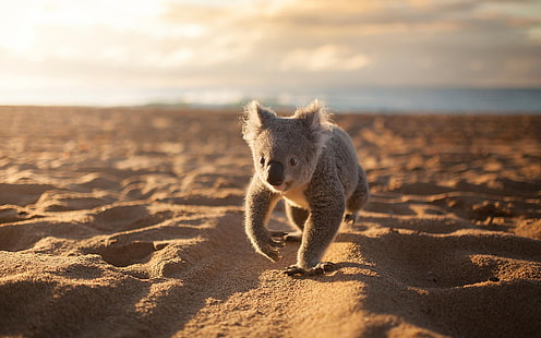 животни, коали, плаж, пясък, HD тапет HD wallpaper