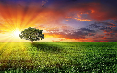 Древо Жизни, природа, дерево, трава, восход солнца, 3d и аннотация, HD обои HD wallpaper