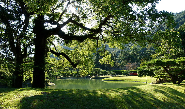 grass, the sun, trees, branches, pond, Park, foliage, Japan, garden, Takamatsu, Ritsurin Garden, HD wallpaper