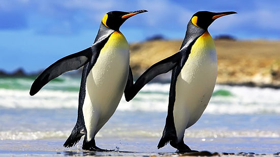 Pingüinos Pareja Imagen de alta calidad, pájaros, pareja, alta, pingüinos, imagen, calidad, Fondo de pantalla HD HD wallpaper