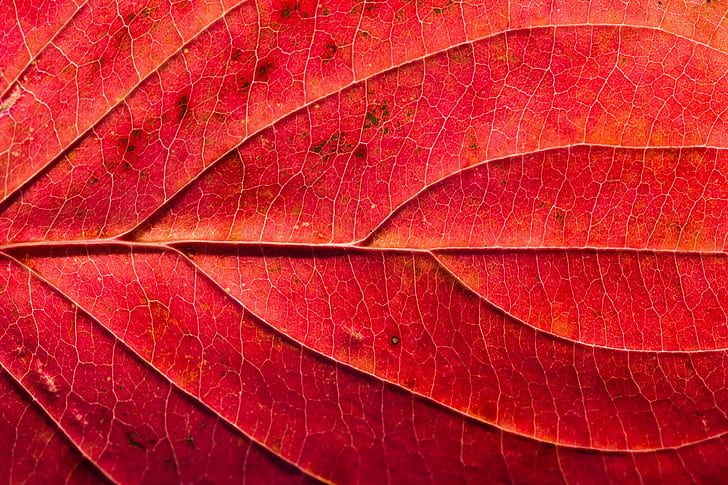 merah, makro, daun, Wallpaper HD