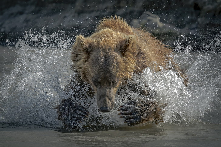 niedźwiedź brunatny, niedźwiedzie, przyroda, zwierzęta, woda, plusk wody, krople wody, Tapety HD