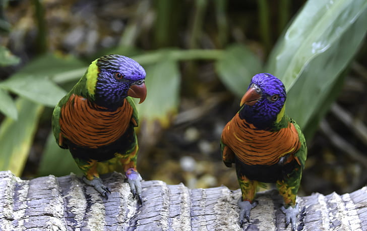 two blue-and-orange birds on tree, Lorikeet, Duo, blue, orange, tree, lorikeets, bird, animal, animals, nature, outdoor, natural, avian, colorful, multi Colored, parrot, wildlife, feather, HD wallpaper