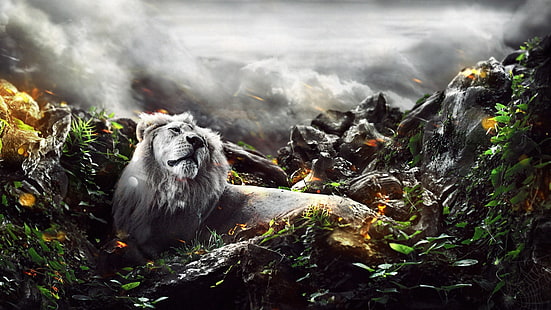 djungel 4k fantastisk bild, HD tapet HD wallpaper