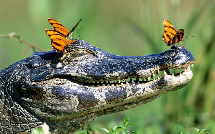 trzy pomarańczowo-czarne motyle, krokodyl, pysk, zęby, motyle, Tapety HD