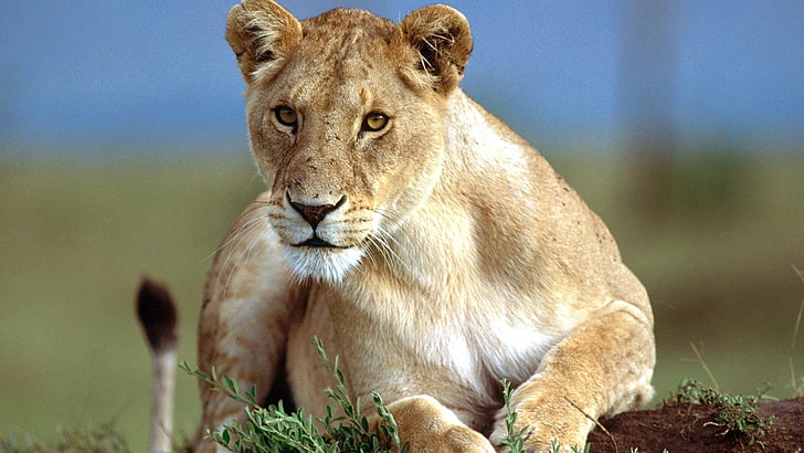 雌ライオン、 HDデスクトップの壁紙