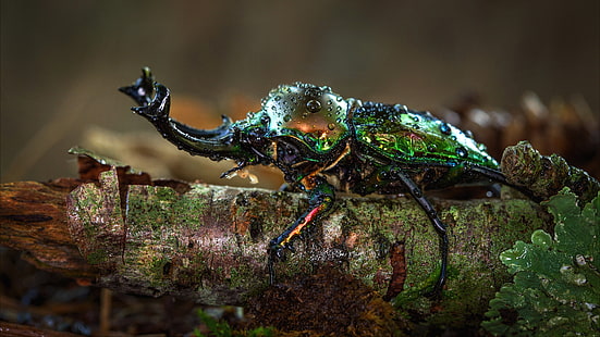 Tier, Hirschkäfer, Käfer, Insekt, Makro, HD-Hintergrundbild HD wallpaper