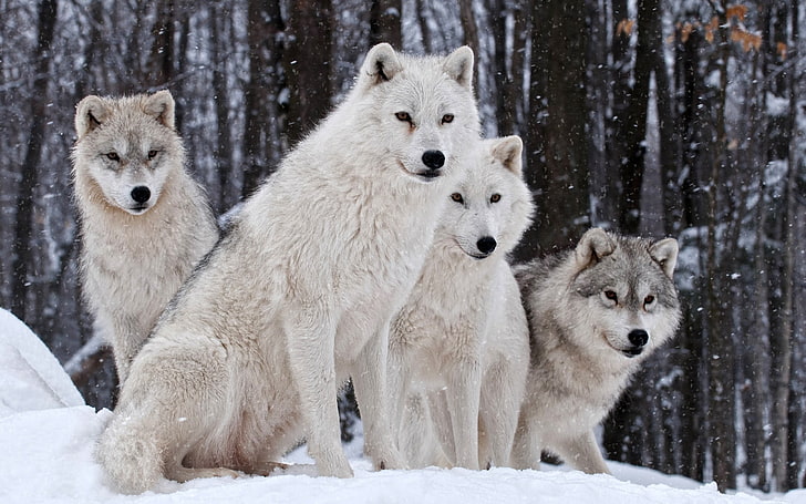 four white and gray wolves, wolf, wildlife, animals, snow, HD wallpaper