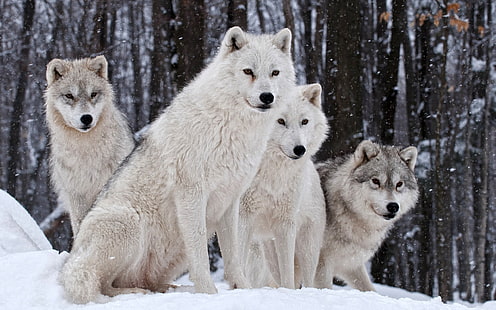 четыре белых и серых волка, волк, живая природа, животные, снег, HD обои HD wallpaper