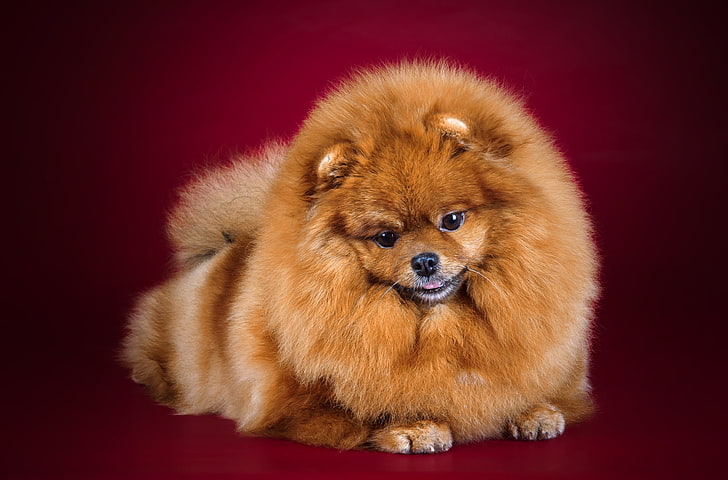 adult brown Pomeranian, fluffy, red, Spitz, HD wallpaper