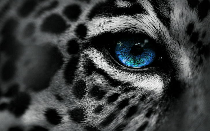 zwierzęta, lampart, niebieskie oczy, wybiórcze barwienie, sztuka cyfrowa, lampart (zwierzę), Tapety HD