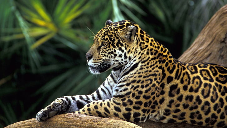 Relaxed Leopard, leopard, cats, relaxed, animals, HD wallpaper