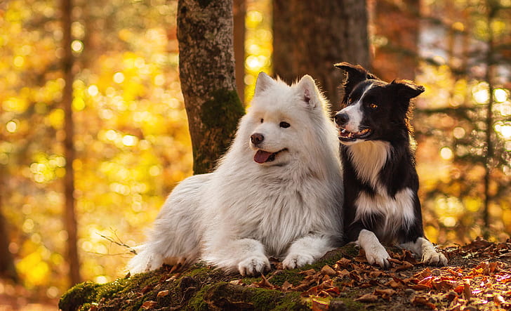 autumn, forest, language, dogs, look, leaves, yellow, nature, background, together, two, pair, a couple, Duo, friends, lie, bokeh, two dogs, Golden autumn, the border collie, Samoyed, HD wallpaper