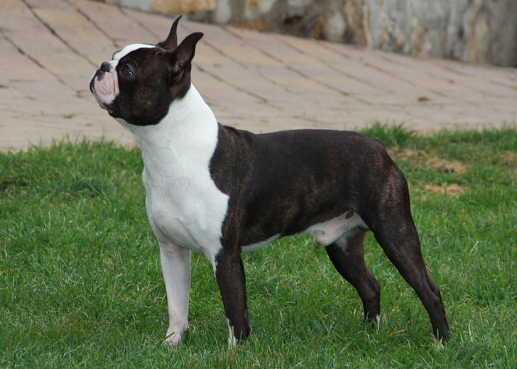 adult black brindle and white Boston terrier, boston terrier, dog, spotted, walk, HD wallpaper