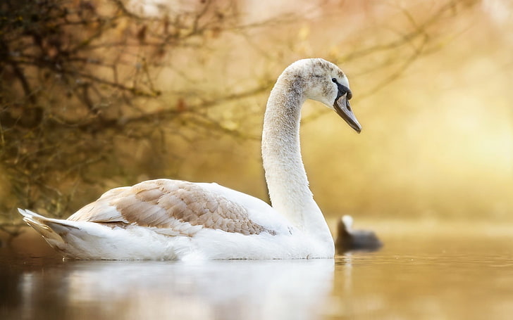 birds, swan, animals, HD wallpaper