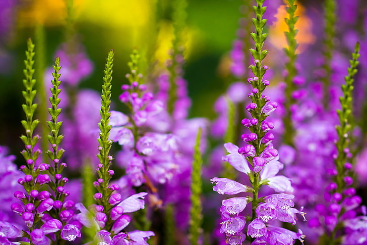 flores de pétalos de color púrpura, flores, tallos, brotes, campo, mucho, lila, delfinio, espuela de caballero, Fondo de pantalla HD