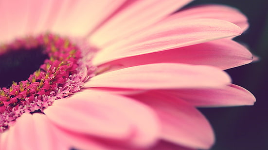 flor de pétalos de rosa, macro, flores, flores de color rosa, plantas, Fondo de pantalla HD HD wallpaper