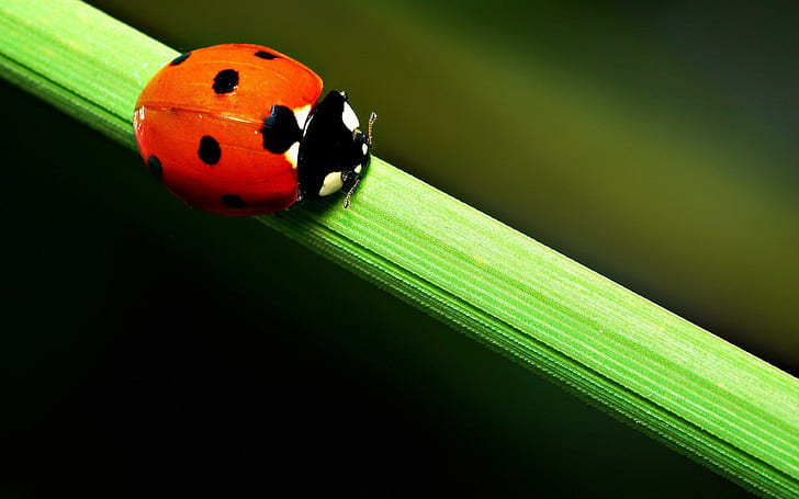Nature Background Free, lady bug, insects, background, nature, HD wallpaper