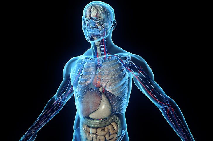 иллюстрация человеческого тела, скелет, человеческое тело, органы, ткани, HD обои