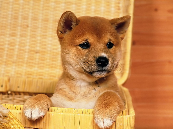 anak anjing akita coklat dan putih, hewan, anjing, alam, anak anjing, Shiba Inu, Wallpaper HD