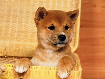 cucciolo di Akita marrone e bianco, animali, cane, natura, cuccioli, Shiba Inu, Sfondo HD HD wallpaper