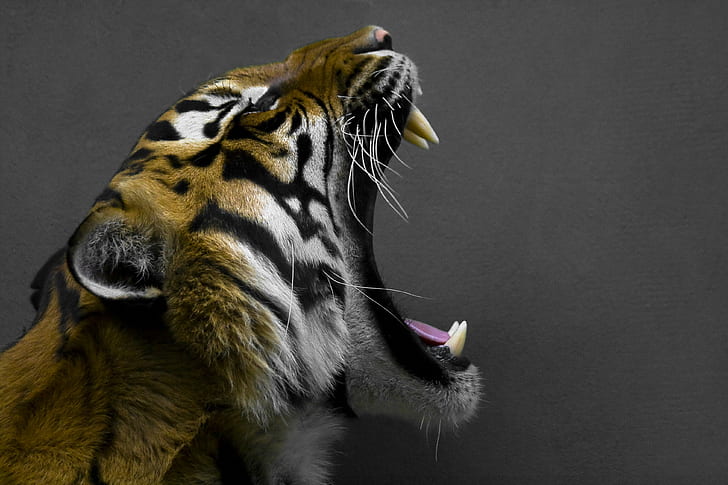 foto av Bengal tiger roaring, Hear Me, Roar, photo, Bengal tiger, Prague, Praha, Czech, Zoo, Animals, Wildlife, Teeth, Carnivore, comment group, majesty, jungle, orange, travel, fluffy, hair, whiskers, tongue , djur, tiger, däggdjur, randig, svart Färg, HD tapet