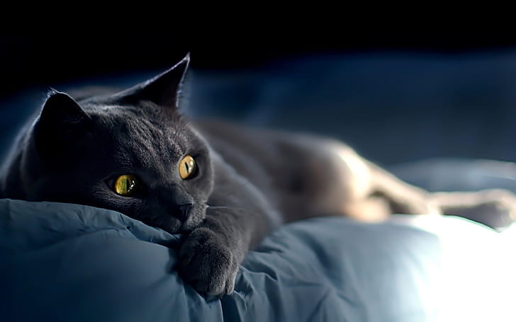 Kot rosyjski niebieski leżący na łóżku, kot bombajski, kot rosyjski niebieski, śpiący, uroczy, niesamowity, Tapety HD