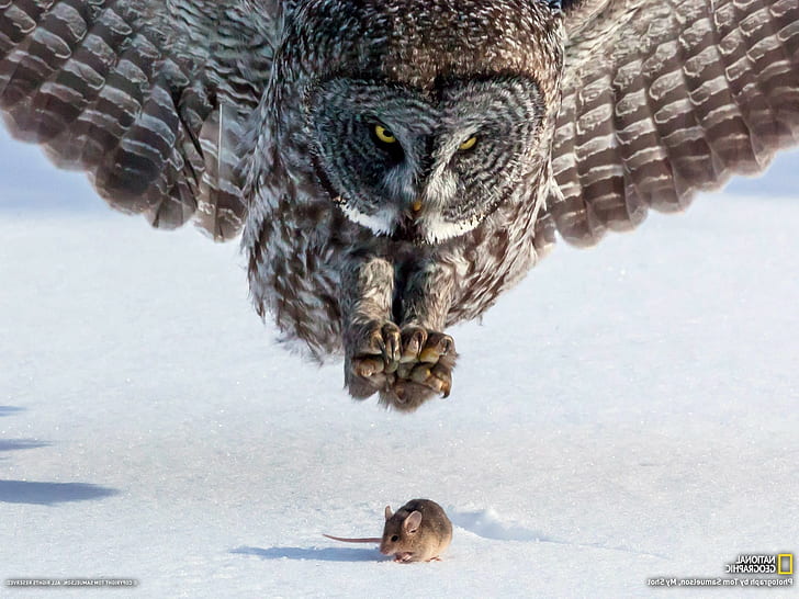 birds snow owl mice national geographic, HD wallpaper