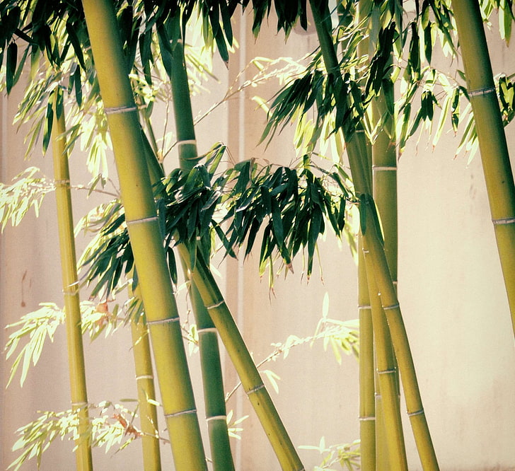 asia, bamboo, bamboo trees, design, diana westberg, light, natural light, nature images, nature photography, one spin an odyssey into the moment, plants, royalty  images, spa, wall paper, zen, HD wallpaper