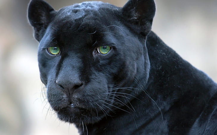 Panther HD, pantera negra, animales, pantera, Fondo de pantalla HD